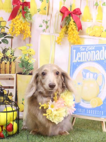 20240418ぺこちゃん